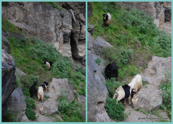 山羊在山坡上战斗。