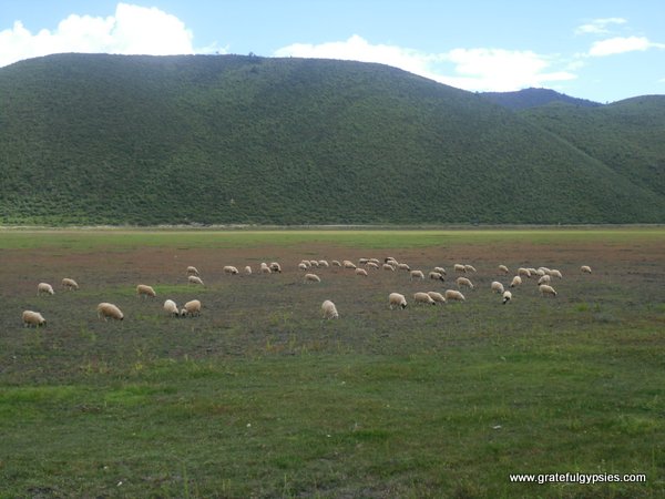 在湖床上放牧绵羊。