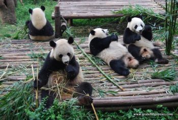 72小时玩转成都(下)