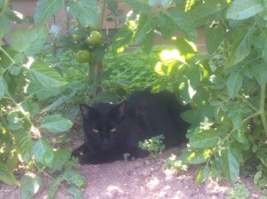 我们的猫莫娜享受我们的番茄计划在热浪的阴影。