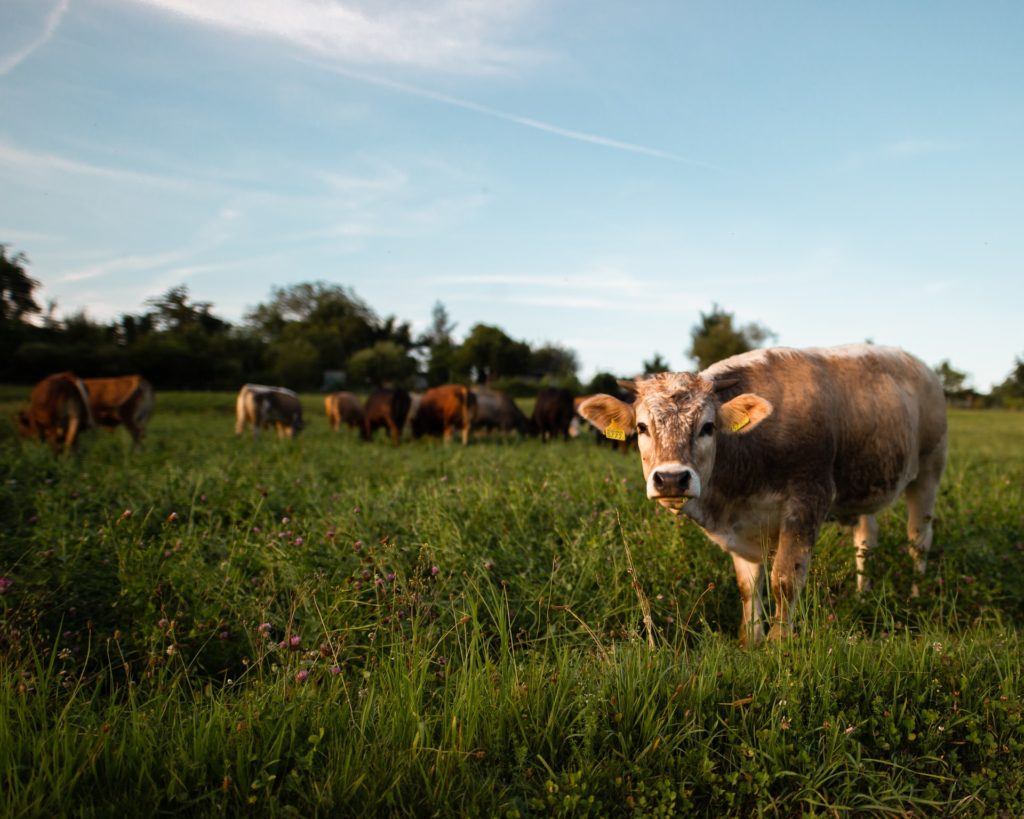 荷兰成语牛偷动物