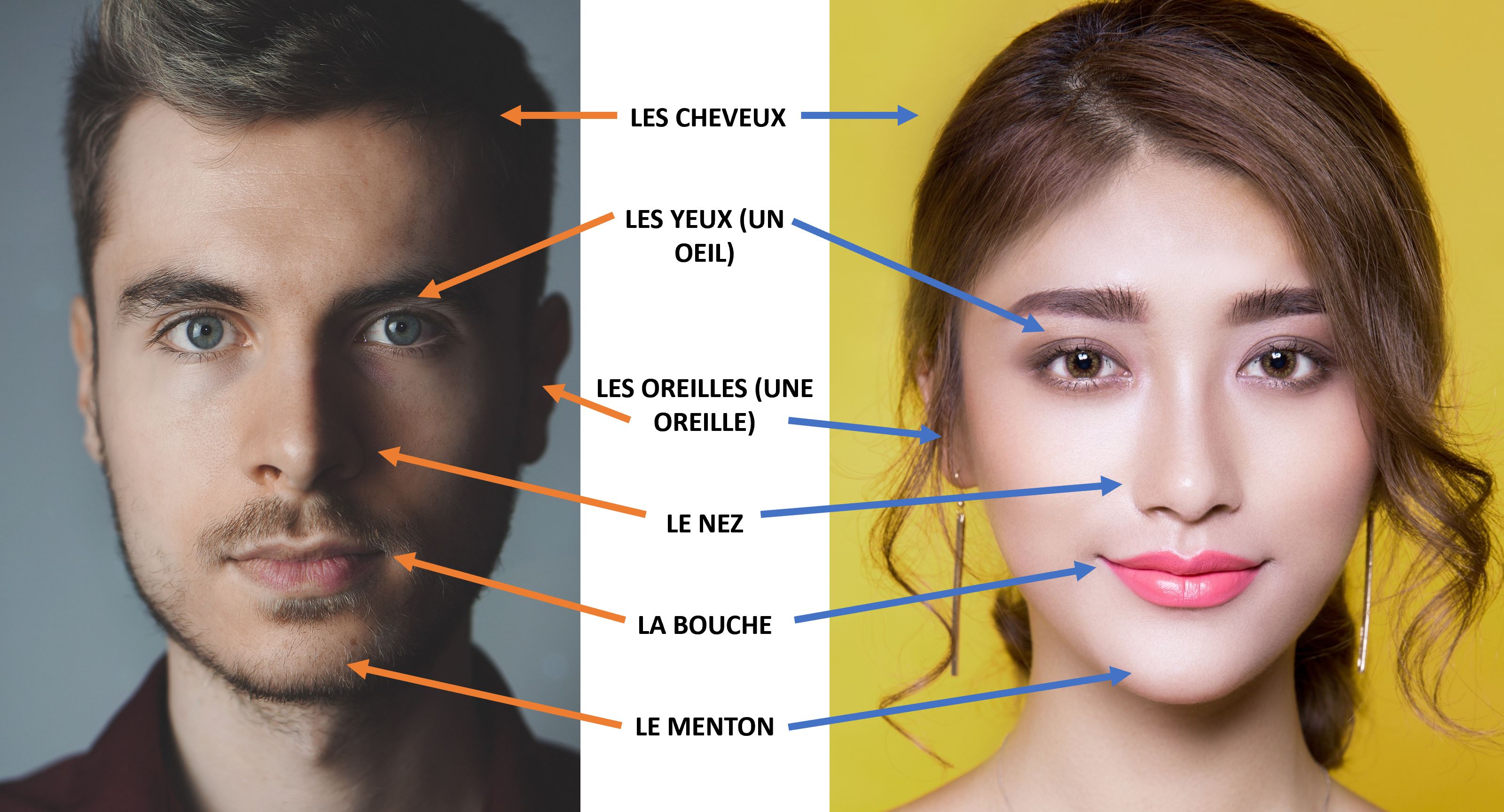 Les Cheveux（头发），Les Yeux（Un Oeil）（眼睛/眼睛），Les Oreilles（Une Oreille）（耳朵/耳朵），Le Nez（鼻子），La Bouche（嘴），Le Menton（Chin）（下巴）
