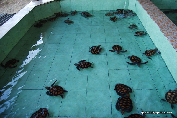 Gili Meno海龟保护区