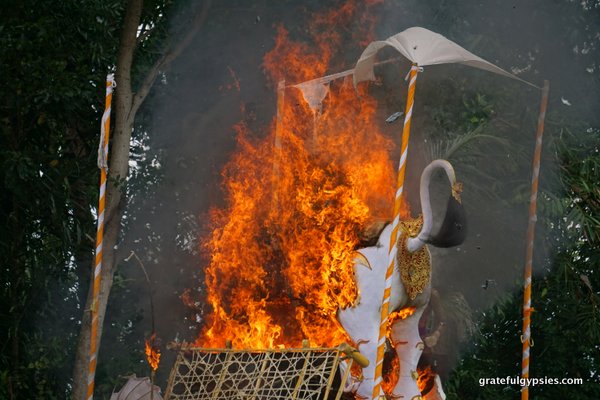 Lembu烧伤的仪式。