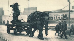 在第一次世界大战期间，大象拉动重型设备。这个人在谢菲尔德的军需品场工作。由WikiCommons提供。
