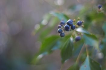 带有黑蓝色浆果的植物的图像。浆果是图像的焦点，而叶子有点模糊。