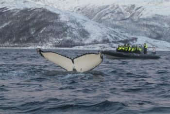 从黑到黑。(鲸鱼的尾巴。)在挪威语中，名词的结尾比英语更重要。(图片由xx提供)