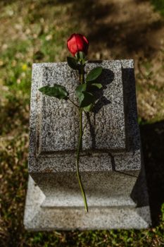 墓碑旁的玫瑰